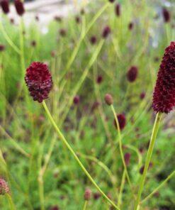 BIO Grote pimpernel - Sanguisorba officinalis