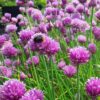 BIO Fijne Bieslook- Allium Schoenoprasum