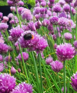 BIO Fijne Bieslook- Allium Schoenoprasum