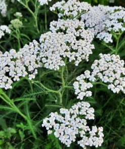 BIO Duizendblad - Achillea millefolium L
