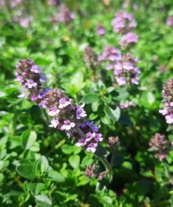 BIO Grote tijm - Thymus pulegioides