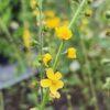 BIO Gewone agrimonie - Agrimonia Eupatoria