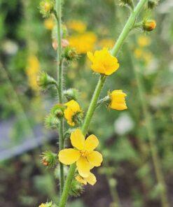 BIO Gewone agrimonie - Agrimonia Eupatoria