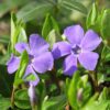 BIO Kleine maagdenpalm - Vinca minor