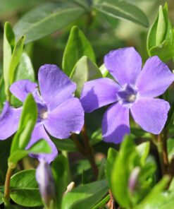 BIO Kleine maagdenpalm - Vinca minor