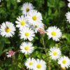 BIO Madeliefje - Bellis perennis