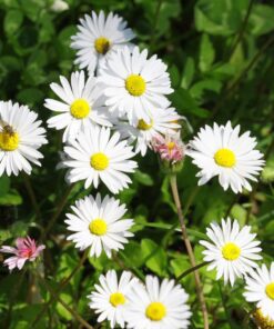 BIO Madeliefje - Bellis perennis