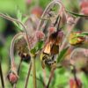 BIO Knikkend nagelkruid - Geum rivale