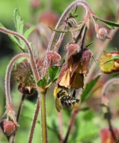 BIO Knikkend nagelkruid - Geum rivale