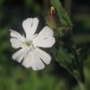 BIO Avondkoekoeksbloem - Silene latifolia subsp. alba