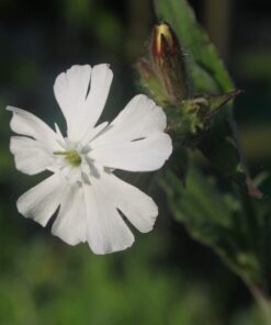 BIO Avondkoekoeksbloem - Silene latifolia subsp. alba