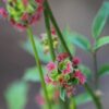 BIO Kleine Pimpernel - Poterium sanguisorba subsp. sanguisorba