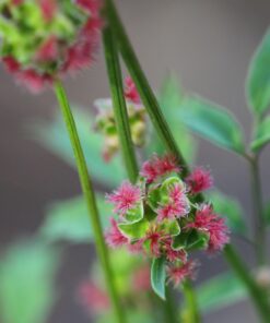 BIO Kleine Pimpernel - Poterium sanguisorba subsp. sanguisorba