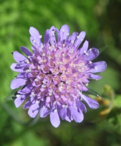 BIO Beemdkroon - Knautia Arvensis
