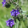 BIO Gewone Ossentong - Anchusa officinalis