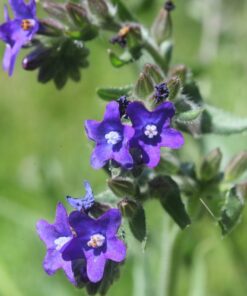 BIO Gewone Ossentong - Anchusa officinalis