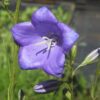 BIO Prachtklokje - Campanula persicifolia