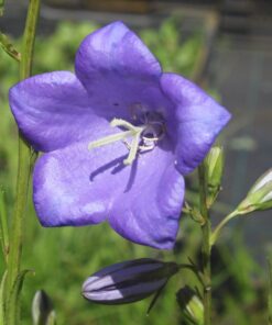 BIO Prachtklokje - Campanula persicifolia