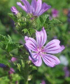 BIO Groot kaasjeskruid – Malva sylvestris