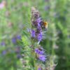 BIO Hysop - Hyssopus officinalis