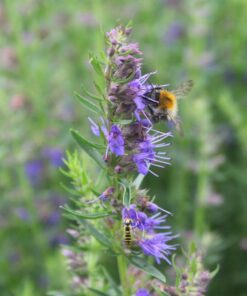 BIO Hysop - Hyssopus officinalis