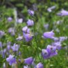 BIO Grasklokje - Campanula rotundifolia