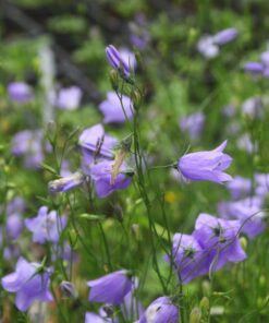 BIO Grasklokje - Campanula rotundifolia