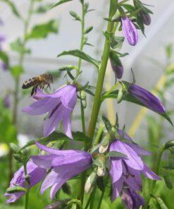 BIO Akkerklokje- Campanula Rapunculoides