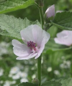 BIO Heemst- Althaea officinalis