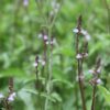 BIO IJzerhard - Verbena officinalis