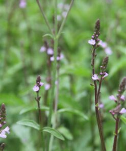 BIO IJzerhard - Verbena officinalis