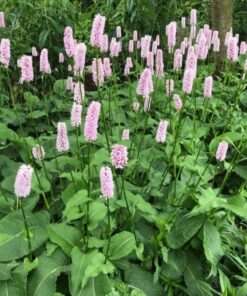 BIO Adderwortel - Persicaria Bistorta