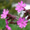 BIO Dagkoekoeksbloem - Silene dioica (L.) Clairv