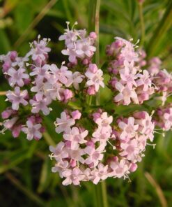 BIO Echte Valeriaan - Valeriana officinalis L
