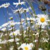 BIO Gewone Margriet - Leucanthemum vulgare