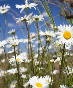 BIO Gewone Margriet - Leucanthemum vulgare