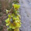 BIO Koningskaars - Verbascum thapsus