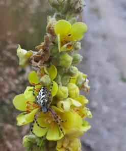 BIO Koningskaars - Verbascum thapsus