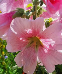 BIO Stokroos verrassing– Alvea rosea