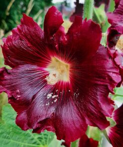 BIO Zwarte stokroos - Alcea Rosea var. Nigra
