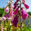 BIO Gewoon Vingerhoedskruid - Digitalis purpurea