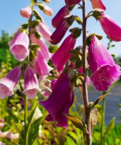 BIO Gewoon Vingerhoedskruid - Digitalis purpurea