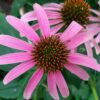 BIO Rode zonnehoed - Echinacea purpurea