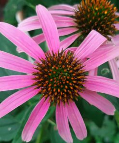 BIO Rode zonnehoed - Echinacea purpurea