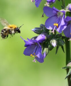 BIO Jacobsladder - Polemonium caeruleum (blue pearl)