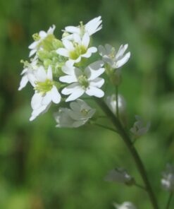 BIO Grijskruid - Berteroa incana