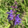 BIO Veldsalie - Salvia pratensis L.