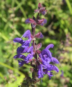 BIO Veldsalie - Salvia pratensis L.