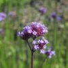 BIO Stijf ijzerhard - Verbena bonariensis