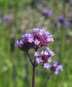 BIO Stijf ijzerhard - Verbena bonariensis